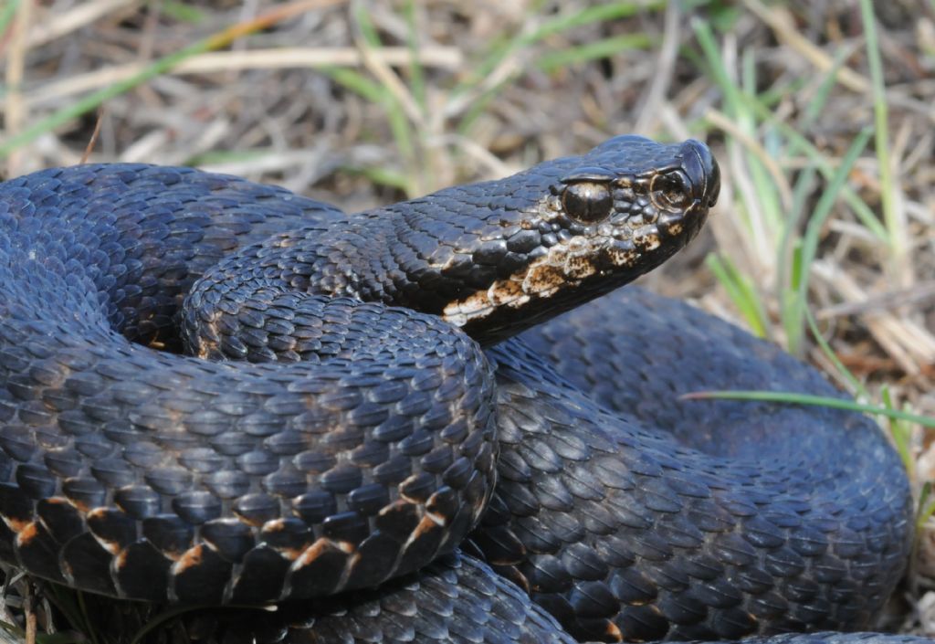 Vipera aspis atra melanotica della Val d''Aosta